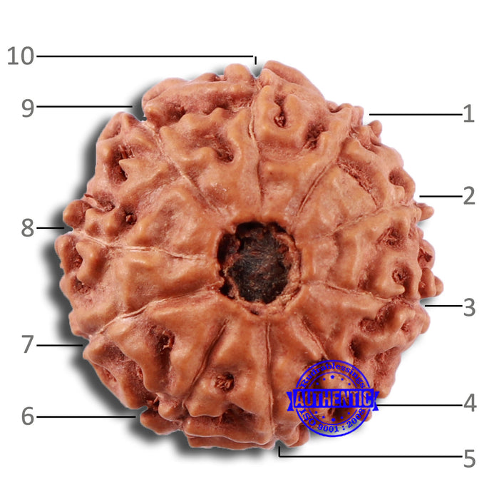 10 Mukhi Rudraksha from Indonesia - Bead No. 34
