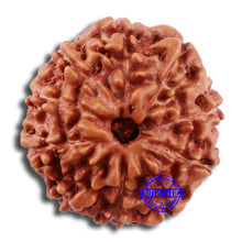 Load image into Gallery viewer, 10 Mukhi Rudraksha from Indonesia - Bead No. 34
