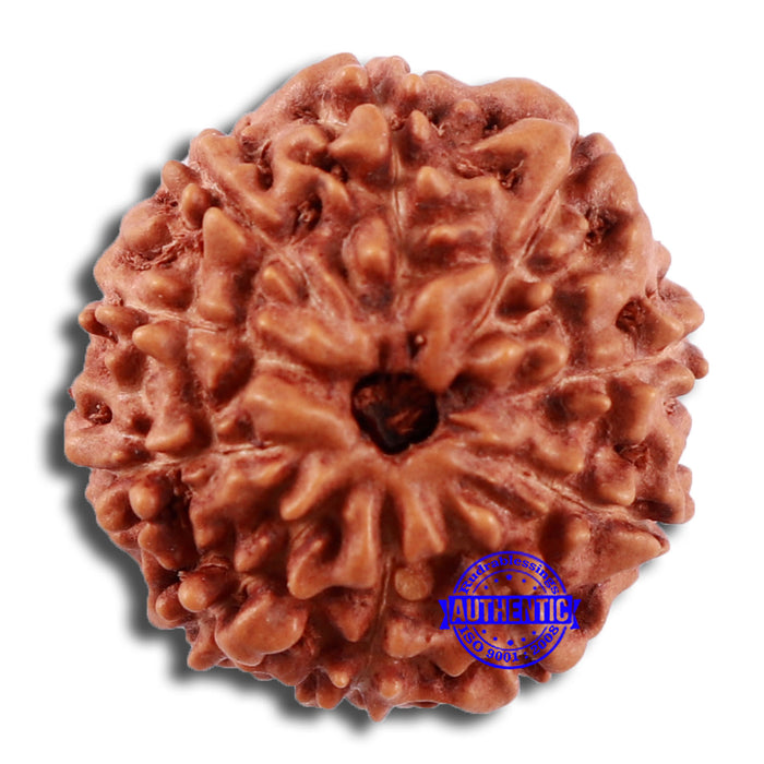 10 Mukhi Rudraksha from Indonesia - Bead No. 34
