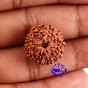10 Mukhi Rudraksha from Indonesia - Bead No. 34