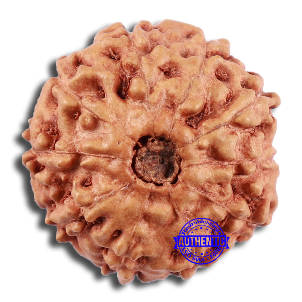 10 Mukhi Rudraksha from Indonesia - Bead No. 35