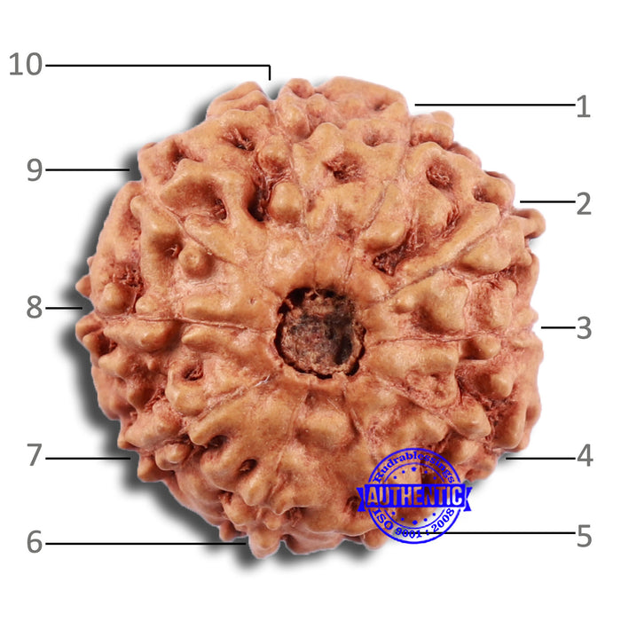 10 Mukhi Rudraksha from Indonesia - Bead No. 35