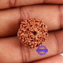Load image into Gallery viewer, 10 Mukhi Rudraksha from Indonesia - Bead No. 35
