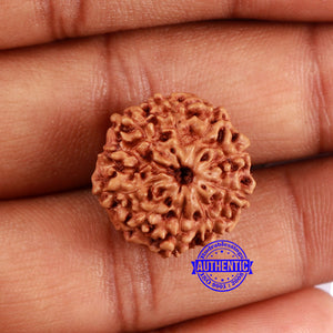 10 Mukhi Rudraksha from Indonesia - Bead No. 35