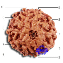Load image into Gallery viewer, 10 Mukhi Rudraksha from Indonesia - Bead No. 36

