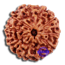 Load image into Gallery viewer, 10 Mukhi Rudraksha from Indonesia - Bead No. 36
