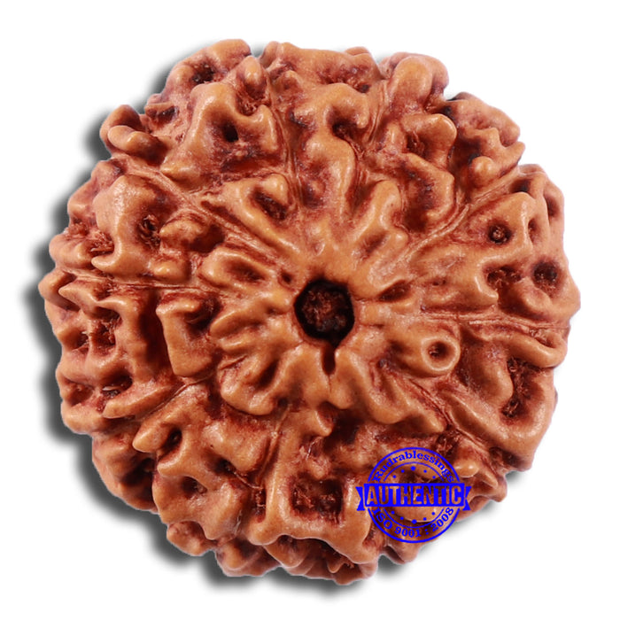 10 Mukhi Rudraksha from Indonesia - Bead No. 36