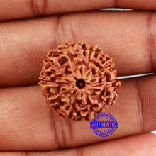 Load image into Gallery viewer, 10 Mukhi Rudraksha from Indonesia - Bead No. 36
