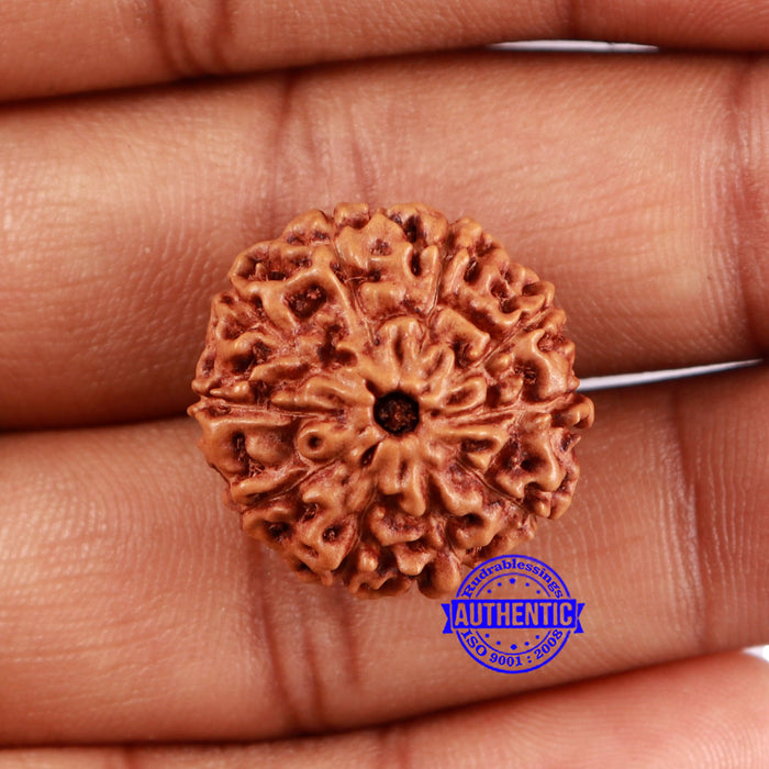 10 Mukhi Rudraksha from Indonesia - Bead No. 36