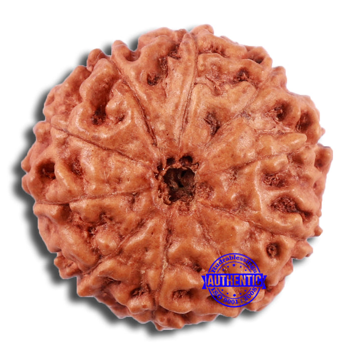10 Mukhi Rudraksha from Indonesia - Bead No. 37
