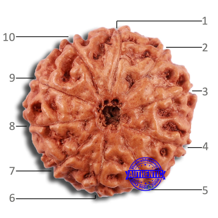 10 Mukhi Rudraksha from Indonesia - Bead No. 37