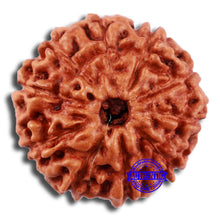 Load image into Gallery viewer, 10 Mukhi Rudraksha from Indonesia - Bead No. 37

