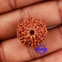 Load image into Gallery viewer, 10 Mukhi Rudraksha from Indonesia - Bead No. 37
