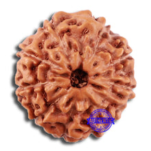 Load image into Gallery viewer, 10 Mukhi Rudraksha from Indonesia - Bead No. 38
