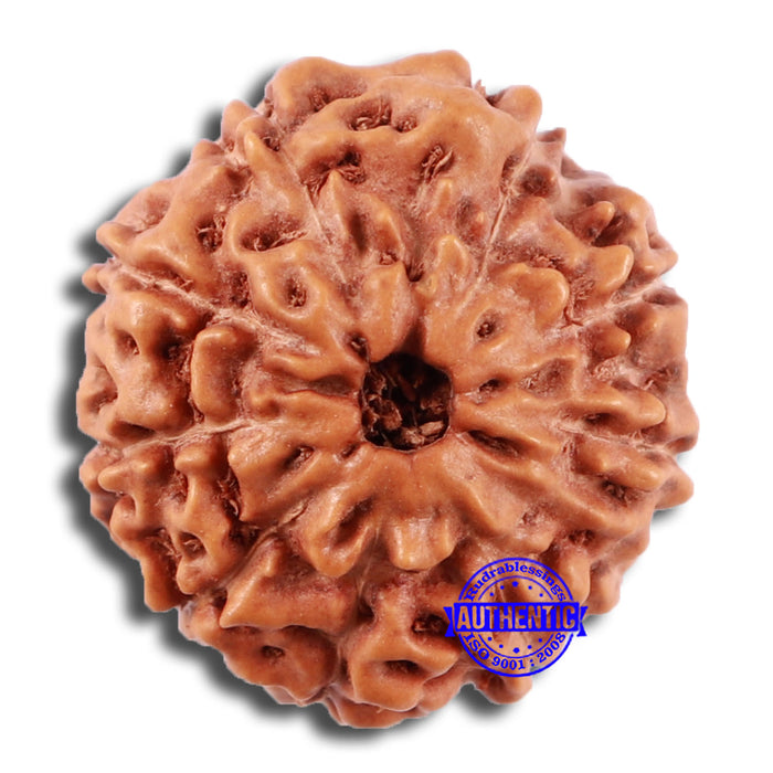 10 Mukhi Rudraksha from Indonesia - Bead No. 38