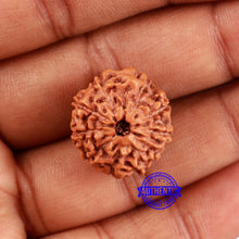 Load image into Gallery viewer, 10 Mukhi Rudraksha from Indonesia - Bead No. 38
