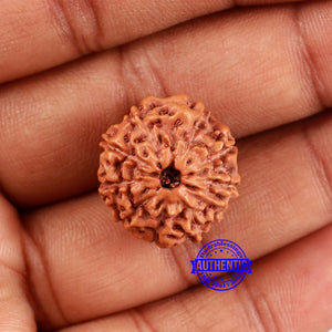 10 Mukhi Rudraksha from Indonesia - Bead No. 38