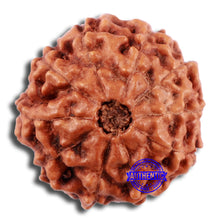 Load image into Gallery viewer, 10 Mukhi Rudraksha from Indonesia - Bead No. 39
