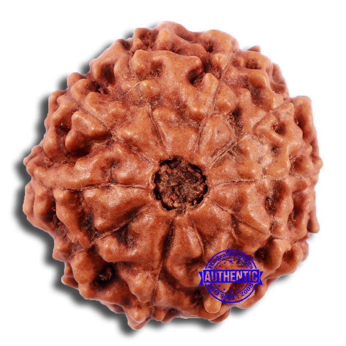 10 Mukhi Rudraksha from Indonesia - Bead No. 39