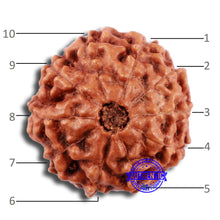 Load image into Gallery viewer, 10 Mukhi Rudraksha from Indonesia - Bead No. 39
