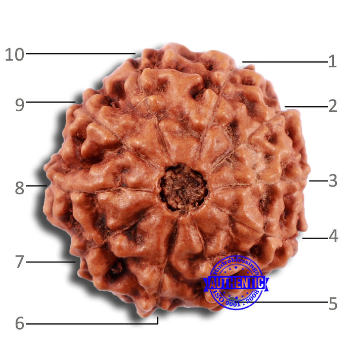 10 Mukhi Rudraksha from Indonesia - Bead No. 39