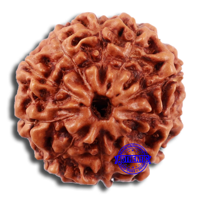 10 Mukhi Rudraksha from Indonesia - Bead No. 39