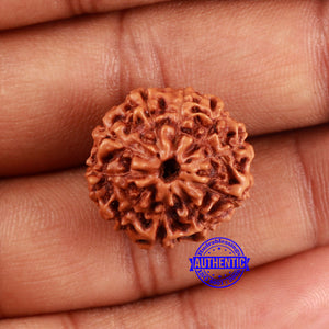 10 Mukhi Rudraksha from Indonesia - Bead No. 39