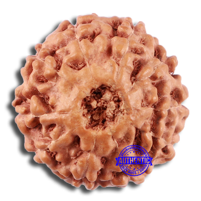 10 Mukhi Rudraksha from Indonesia - Bead No. 41