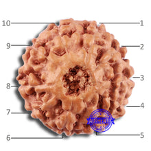 Load image into Gallery viewer, 10 Mukhi Rudraksha from Indonesia - Bead No. 41
