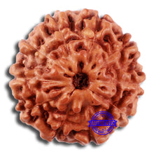 Load image into Gallery viewer, 10 Mukhi Rudraksha from Indonesia - Bead No. 41
