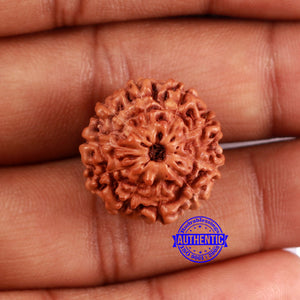 10 Mukhi Rudraksha from Indonesia - Bead No. 41