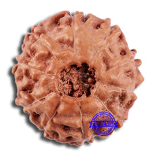 Load image into Gallery viewer, 10 Mukhi Rudraksha from Indonesia - Bead No. 42
