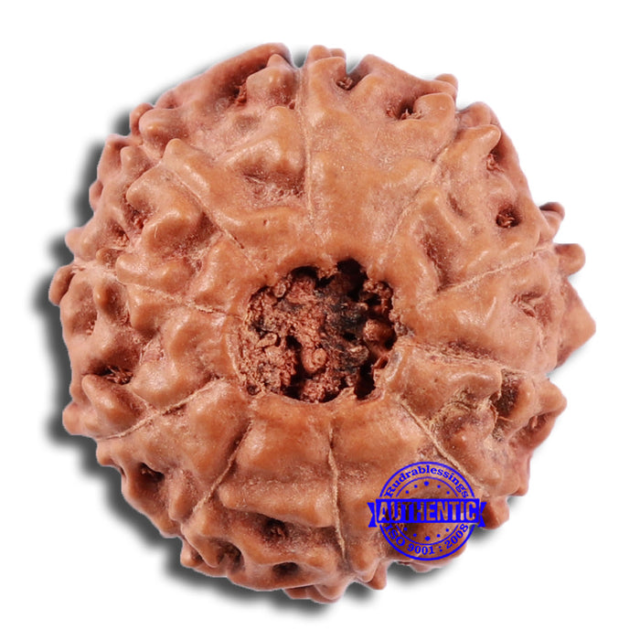 10 Mukhi Rudraksha from Indonesia - Bead No. 42