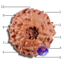 Load image into Gallery viewer, 10 Mukhi Rudraksha from Indonesia - Bead No. 42
