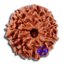 Load image into Gallery viewer, 10 Mukhi Rudraksha from Indonesia - Bead No. 42
