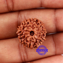 Load image into Gallery viewer, 10 Mukhi Rudraksha from Indonesia - Bead No. 42
