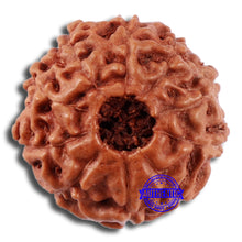 Load image into Gallery viewer, 10 Mukhi Rudraksha from Indonesia - Bead No. 43
