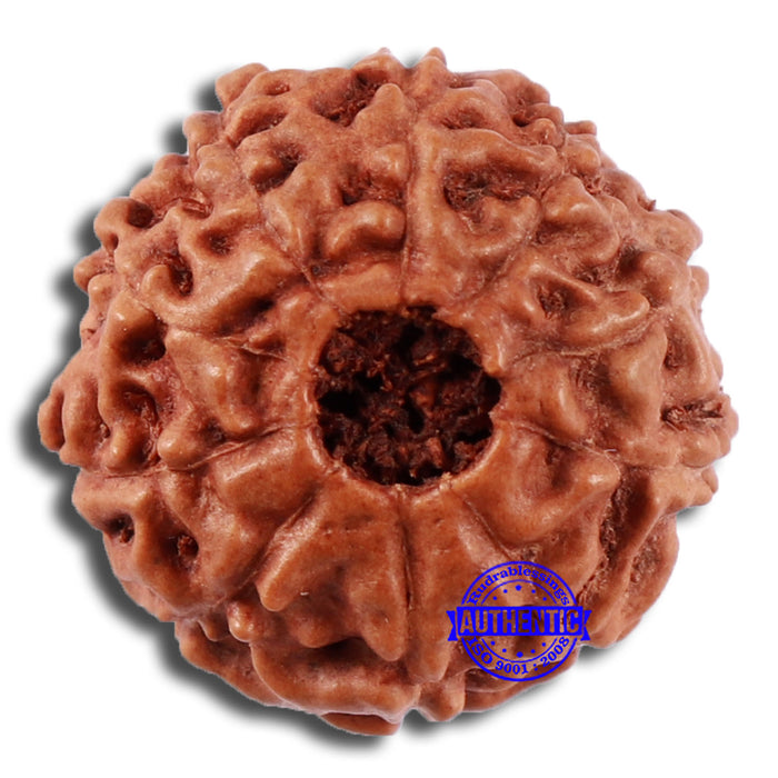 10 Mukhi Rudraksha from Indonesia - Bead No. 43