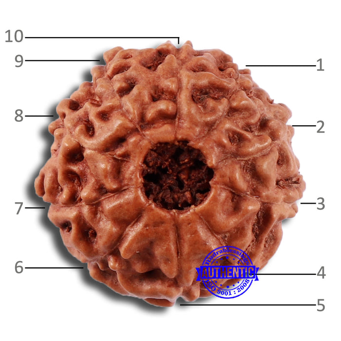 10 Mukhi Rudraksha from Indonesia - Bead No. 43