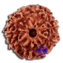 Load image into Gallery viewer, 10 Mukhi Rudraksha from Indonesia - Bead No. 43
