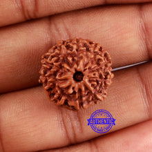 Load image into Gallery viewer, 10 Mukhi Rudraksha from Indonesia - Bead No. 43
