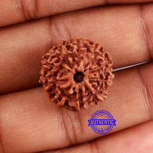 10 Mukhi Rudraksha from Indonesia - Bead No. 43