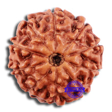 Load image into Gallery viewer, 10 Mukhi Rudraksha from Indonesia - Bead No. 44
