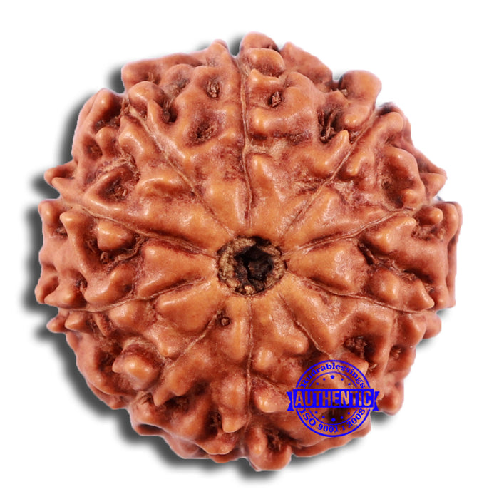 10 Mukhi Rudraksha from Indonesia - Bead No. 44