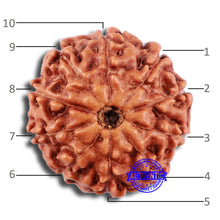 Load image into Gallery viewer, 10 Mukhi Rudraksha from Indonesia - Bead No. 44
