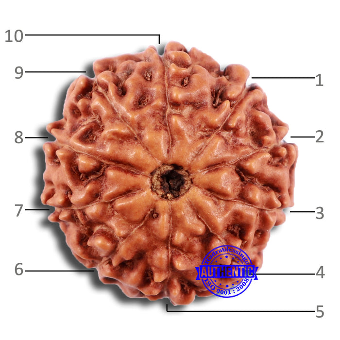 10 Mukhi Rudraksha from Indonesia - Bead No. 44