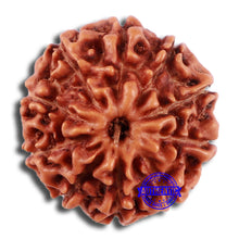 Load image into Gallery viewer, 10 Mukhi Rudraksha from Indonesia - Bead No. 44

