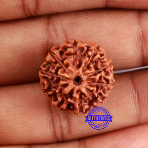 10 Mukhi Rudraksha from Indonesia - Bead No. 44