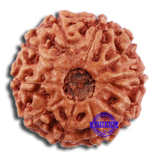 Load image into Gallery viewer, 10 Mukhi Rudraksha from Indonesia - Bead No. 45
