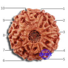 Load image into Gallery viewer, 10 Mukhi Rudraksha from Indonesia - Bead No. 45
